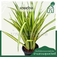 ราคา เตยด่าง กระถาง 5 นิ้ว (21038317154)