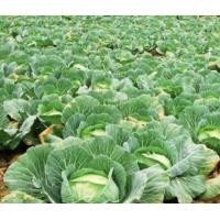 ราคา เมล็ดปูเล่เขียว ปูเล่เขียว ปูเล่ ซื้อ 10 แถม 1 คละอย่างได้ (4625348787)