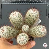 ราคา บอมไบเซียน่า ฟอร์มกอ Mammillaria Bombycina แคคตัส กระบองเพชร cactus succulent (20906200565)