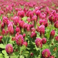 ราคา เมล็ดพันธุ์ โคลเวอร์ คิมสัน Crimson Clover Seed บรรจุ 300 เมล็ด คุณภาพดี ราคาถูก ของแท้ 100 (4702010369)