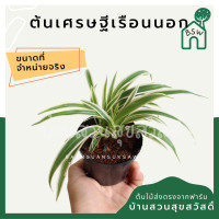 ราคา ต้นเศรษฐีเรือนนอก มาในกระถางพร้อมตั้ง (12439923217)