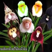 ราคา พร้อมส่ง เมล็ดพันธุ์กล้วยไม้แก้มลิงที่ปลูกง่าย เมล็ดกล้วยไม้สด 100 แพ็กเกจ 50 เมล็ด ผสมสี Dracula Simia เมล็ดกล้วยไม้สำหรับปลูกเมล็ดพันธุ์ดอกไม้ บอนไซหายาก บอนไซ ต้นไม้มงคล บอนไซ บอนไซ บอนไซสีแปลก ไม 