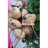 ราคา เมล็ด พันธุ์ มันแกว มันสะเภา มันตะเภา 80 เมล็ด (12530545802)