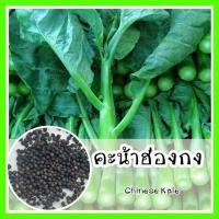 ราคา พร้อมส่ง รหัส 104 เมล็ดพันธุ์ OP แท้ คะน้า Chinese Kale คะน้าฮ่องกง เมล็ดคะน้า กรอบมากกว่า เมล็ดพันธุ์นำเข้า เมล็ดพันธุ์พืช เมล็ดพันธุ์ผัก (8114343977)