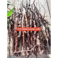 ราคา ราก โลดทะนง ทะนงแดงแห้ง สดจากป่า ขนาด 100 กรัม (20768758332)