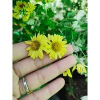 ราคา เมล็ด เก็กฮวยสีเหลืองสรรคุณมากมาย ปลูกไว้ติดบ้าน ทำชาปลอดสารพิษทานเองมีประโยขน์มากมายซองละ 29 บาท (17337921415)