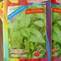 ราคา แมงลัก ใบใหญ่ 1 กรัม เมล็ดพันธุ์ แมงลัก พันธุ์ อิตาเลียนเบซิล ใบใหญ่ เมล็ดผัก (19499953567)