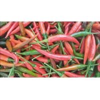 ราคา ต้นกล้าพันธุ์พริกจินดาลูกผสม อัมพวา พริกผลใหญ่ เผ็ดจัดจ้าน ต้นกล้าพร้อมปลูก กล้าละ 10 บาท (8610330760)