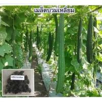 ราคา เมล็ดพันธุ์ บวบ บวบเหลี่ยม บวบยาว 15 250 เมล็ด ปลูกง่ายโตเร็ว 10 แถม 1 คละได้ (18661224934)