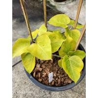 ราคา โพธิ์ด่างโพธิ์ทอง ไม้มงคลโบราณ ไม้ด่างสวย (21146177596)