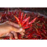 ราคา พริกจินดา พริกแห้ง พริกแห้งศรีสะเกษแท้ ทำพริกป่น พริกส้มตำ เผ็ด สะอาด ขนาด ครึ่งกิโลกรัม ผลิตพรรณชาวบ้าน ศรีสะเกษ (20767358631)