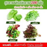 ราคา เมล็ดพันธุ์ผักสลัด 4ชนิด รวม 200เมล็ด อัตราการงอก95 เมล็ดพันธุ์ กรีนโอ๊ค เรดโอ๊ค กรีนคอส สลัดมิกซ์ แถมฟรี เมล็ดดอกทานตะวัน (1579270474)