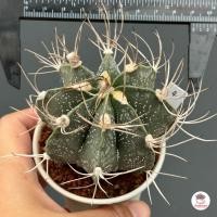ราคา แอสโตรไฟตัม แคปริคอร์น Astrophytum capricorne แคคตัส กระบองเพชร cactus succulent (20608034025)