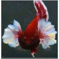 ราคา ปลากัดหูช้างลาเวนเดอร์สีแดงคัดเกรด ตัวผู้ (21199732581)