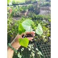 ราคา ต้นกล้า ถั่วแปบ พร้อมปลูก กล้าละ 10บาท ซื้อ 10แถม2 ถั่วแปบ เป็นพืชตระกูลถั่ว เติบโตรวดเร็ว ทานผลได้ ทานใบได้ (15906773961)