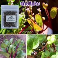 ราคา เมล็ดผักปลัง แดง ผักปลังม่วง 300 เมล็ด เมล็ดพันธุ์ พื้นบ้าน คัดพิเศษ 10 แถม 1 คละได้ (7613470392)