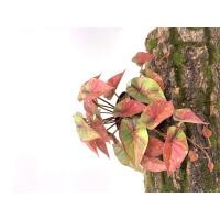 ราคา พร้อมส่ง ต้นไม้ปลอมสำหรับตกแต่งสวนต้นไม้ปลอมแขวนผนังลายนกยูงเต่าใบบีโกเนียบ้านระเบียงเถาดอกไม้สีเขียวกระถางหญ้า (20468334074)