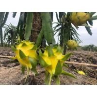 ราคา กิ่งพันธุ์ แก้วมังกร เหลือง เอกวาดอร์ Yellow Dragon fruit from Ecuador จากเมือง Palora ตรงตามสายพันธุ์แท้ (8668003708)
