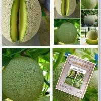 ราคา เมล็ดเมล่อนเนื้อเขียว ปริ้นเซส เมล่อนเนื้อเขียว เมล่อน ซื้อ 10 แถม 1 คละอย่างได้ (4625364632)