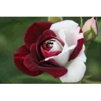 ราคา 30 เมล็ด เมล็ดพันธุ์ กุหลาบ สีแดง ขาว Rose Seeds ดอกใหญ่ นำเข้าจากต่างประเทศ พร้อมคู่มือ เมล็ดสดใหม่ (9107951050)