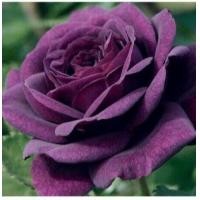 ราคา 5 เมล็ด เมล็ดกุหลาบ สีม่วง ดอกใหญ่ สายพันธุ์ เมล็ดกุหลาบ ดอกกุหลาบ ปลูกกุหลาบ กุหลาบ อัตรางอก 70 80 Rose Seed (9079280757)