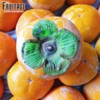 ราคา ลูกพลับเกาหลี Korean Persimmon CHN ยกลัง36 44ลูก ลดพิเศษ ส่งฟรี หวาน อร่อย ลูกพลับสด ผลไม้สดๆ ผลไม้สดนำเข้า ผลไม้ต่างประเทศ ขายส่ง ราคาส่ง (4623708621)