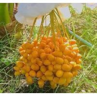 ราคา ต้นอินทผาลัมพันธุ์บาฮี Bahee ได้รับความนิยมมากเพราะให้ผลผลิตดกสามารถกินผลสดได้ ขนาดต้น30 50ซม ต้นพร้อมปลูก ปลูกง่าย ชอบแดด (16992958046)