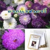 ราคา เมล็ดดอกแอสเตอร์ แอสเตอร์ คละสี ราคาถูก ปลูกง่าย ดอกสวยมาก ซื้อ10แถม1 คละได้ (4625394206)