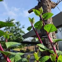 ราคา เมล็ดพันธุ์ เมล็ดผักปรังม่วง ผักปลัง ผักปัง ผักปลังม่วง 20 300 เมล็ด 10 แถม 1 คละได้ (8459699149)