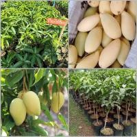 ราคา ต้นมะม่วงน้ำดอกไม้สีทอง เสียบยอด ผลสุกจะมีสีเหลืองทอง (11231019819)