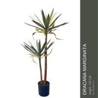 ราคา Artificial Dracaena maginata Height 120 Cm ต้นจันผา เสมือนจริง 120 ซม (19597905887)