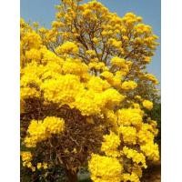 ราคา เมล็ดต้นเหลืองปรีดียาธร (12738925215)