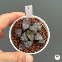 ราคา Haworthia Springbokvlakensis ฮาโวเทีย สีม่วง ไม้อวบน้ำ กุหลาบหิน cactus succulentหลากหลายสายพันธุ์ (4803372210)