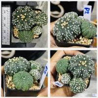 ราคา แอสโตรไฟตัม กระถางเดี่ยว และ พ็อต แอสทีเรียส นูดัม ซูเปอร์ เว้า ปลาดาว เต่า Astrophytum cactus pot กระบองเพชร แคคตัส (20956960654)