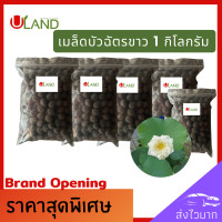 ราคา Uland เมล็ดพันธุ์บัวฉัตรขาว 1 กิโลกรัม ฟรี 100 กรัม บัวหลวง เต็มเมล็ด อัตราการงอกสูง เมล็ดพันธุ์บัว บัวฉัตร ดอกบัวฉัตร บัวประดับ บัวไหว้พระ (15554083178)