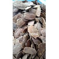 ราคา 30 เมล็ด เมล็ดพันธุ์ พะยูงไหหลำ แบบแกะเมล็ด พร้อมปลูก หวงฮัวหลี Hainan Huanghuali (8455398593)
