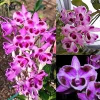 ราคา เอื้องสายครั่งสั้นหกตา กล้วยไม้ ติดไม้ 6 นิ้ว 3 4 ต้นยาว 4 6 นิ้ว ออกดอก เม ย พ ค กล้วยไม้ป่าแท้ กล้วยไม้ป่าหอม กล้วยไม้ป่าขวด Taeng Suan shop (15773125818)