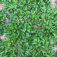 ราคา ขายส่ง 10000 เมล็ด เมล็ดหญ้าไทเป หญ้ามาเลเซียแคระ Broadleaf Carpet Grass หญ้าสวนหย่อม สนามหญ้า หญ้า พันธุ์หญ้า ชนิดหญ้า หญ้าปูสนาม การปลูกหญ้า (20025681584)