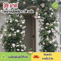 ราคา เมล็ดพันธุ์ ดอกกุหลาบเลื้อยสีขาว50 เมล็ด (17443416775)