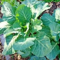 ราคา เมล็ดพันธุ์ ปูเล่ฝรั่ง เวทส์ Vates Collards Seed บรรจุ 500 เมล็ด คุณภาพดี ราคาถูก ของแท้ 100 (6115030420)