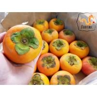 ราคา ลูกพลับญี่ปุ่น 4ลูก Japanese Persimmon かき JAPAN ลดพิเศษ Premium หวาน อร่อย Premium ผลไม้สดๆ ผลไม้พรีเมี่ยม ผลไม้สดนำเข้า ผลไม้ต่างประเทศ ลูกพลับสด (7331978733)