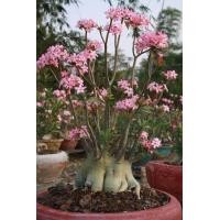 ราคา ชวนชม ยักษ์ญี่ปุ่นลูกผสม Hybrid เมล็ด ชวนชม สายพันธุ์ยักษ์ซาอุ 10 เมล็ด (12265961768)