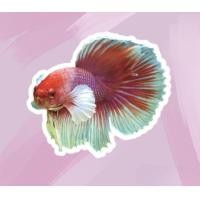 ราคา ปลากัดฮาฟมูนหูช้าง มีหลากหลายสีสัน (21207887794)