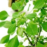 ราคา ตำแยแมวถูกที่สุด เมล็ดพันธุ์ ตำแยเมว 50 เมล็ดโตไว พุ่มใหญ่แมวชอบ (17370533989)