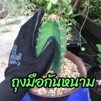 ราคา ถุงมือกันหนาม ถุงมือปลูกกระบองเพชร ถุงมือกันหนามแคคตัส หนามชะอม ถุงมือทำสวน ถุงมือกันน้ำกันลื่น สีดำ LC FarmSook (20838902023)