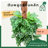 ราคา ต้นพลูฉลุไต่เสา พุ่มใหญ่มาก (13926917323)