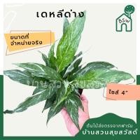 ราคา เดหลีด่าง ด่างสวยมากคัดเกรด (16328779182)