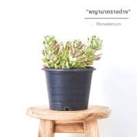 ราคา ต้นพญานาคราชด่าง Monadenium กระถาง 5 นิ้ว (20786456162)