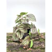 ราคา พร้อมส่ง ต้นไม้ปลอมสำหรับตกแต่งสวนต้นไม้ปลอมแขวนผนังลายนกยูงเต่าใบบีโกเนียบ้านระเบียงเถาดอกไม้สีเขียวกระถางหญ้า (19184334736)