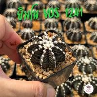 ราคา รวมยิมโน Gymnocalycium Mix แคคตัส กระบองเพชร cactus succulent (20427342284)